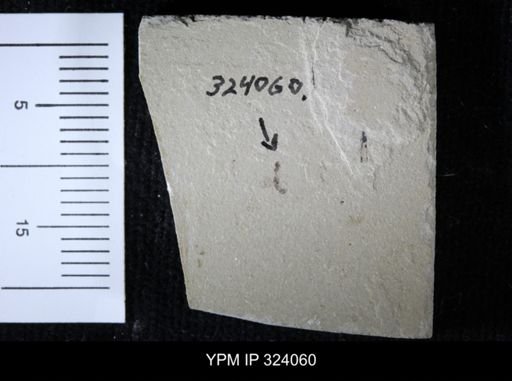 undet. Hymenoptera