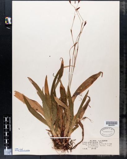 Carex plantaginea
