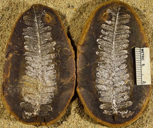 Pecopteris