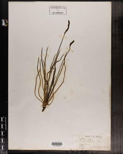 Plantae