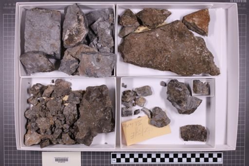 mixed taxa, stratigraphic collection