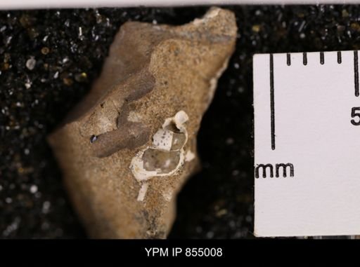 undet. Gastropoda