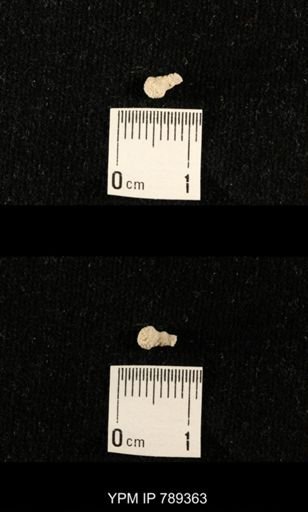 undet. Bryozoa