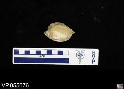 Mosasauridae