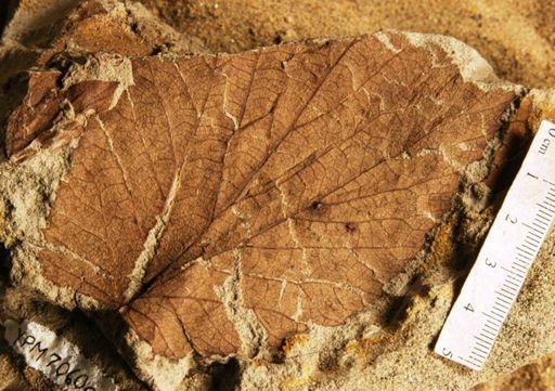 Leepierceia preartocarpoides
