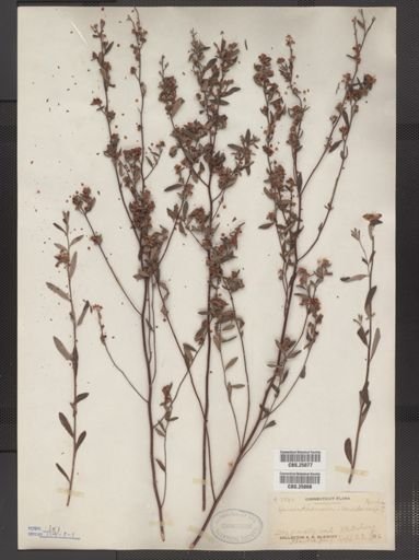 Helianthemum canadense