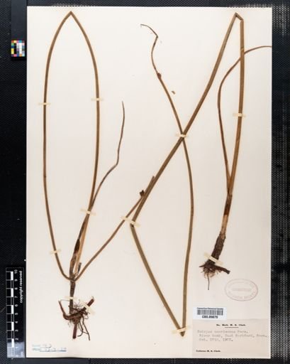Scirpus americanus