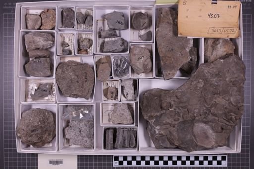 mixed taxa, stratigraphic collection