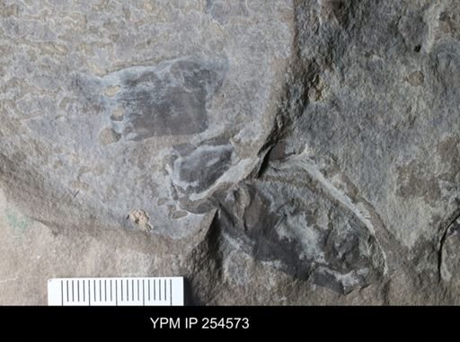 Eurypterida