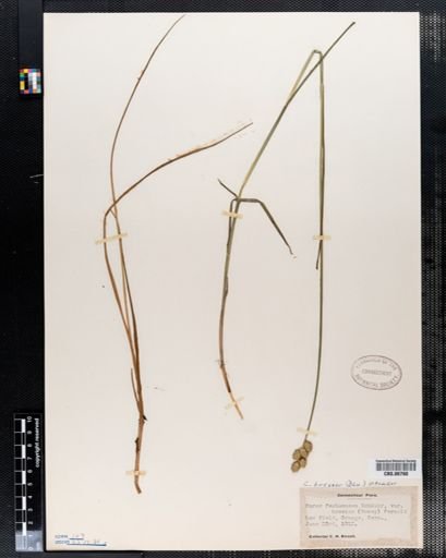 Carex brevior