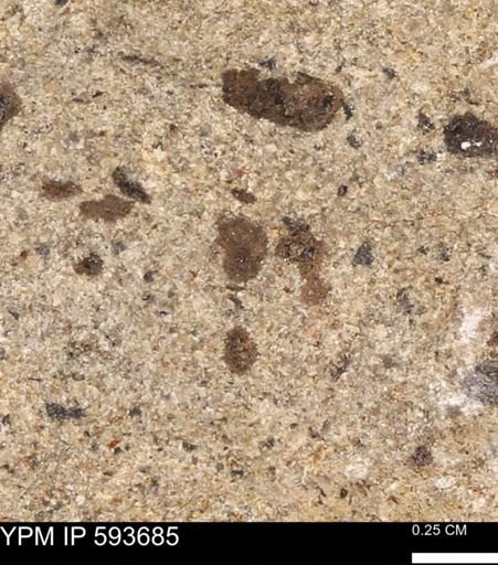 Baculites sp.