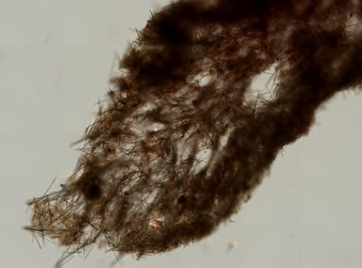 Iophon sp.