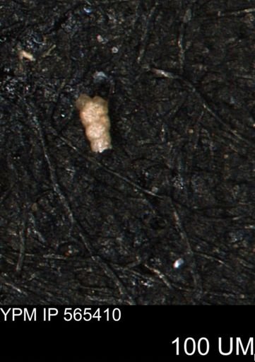 Verneuilinoides kansasensis