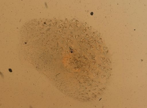 Gattyana cirrhosa