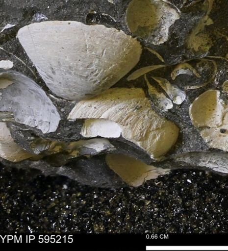 Protocardia sp.
