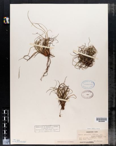Carex umbellata