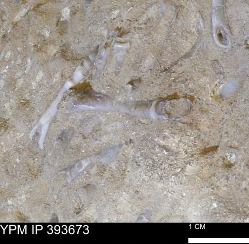 undet. Serpulidae