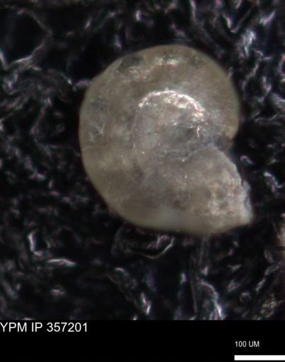 undet. Foraminiferida