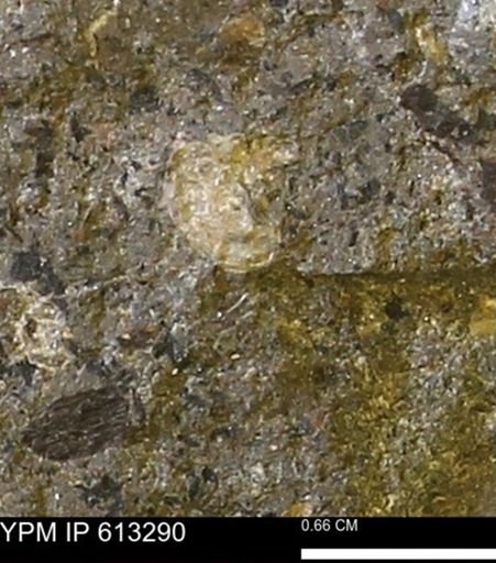 Scaphites sp.