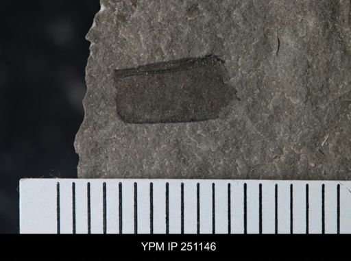 undet. Eurypterida