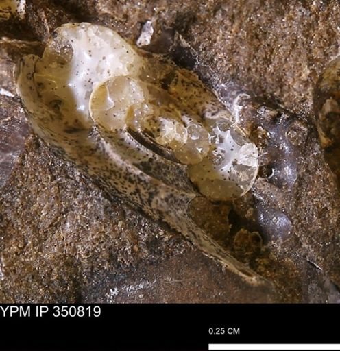 Scaphitidae?