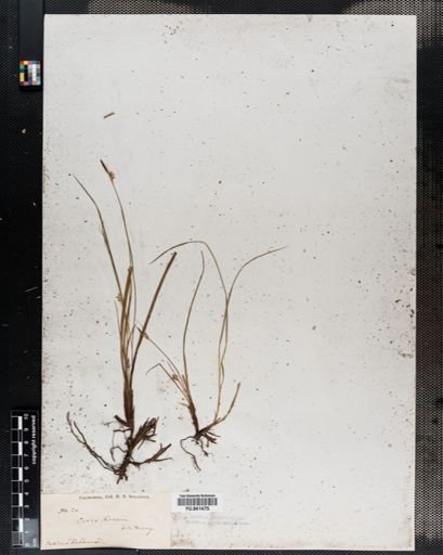 Carex