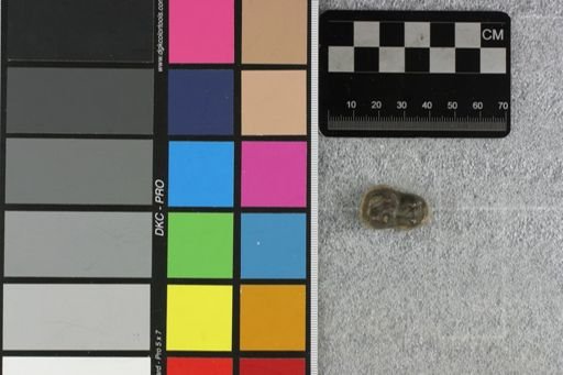 Archaeotherium sp.