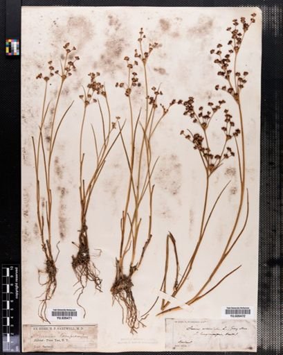 Juncus articulatus