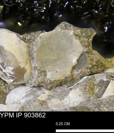 Corbulamella?