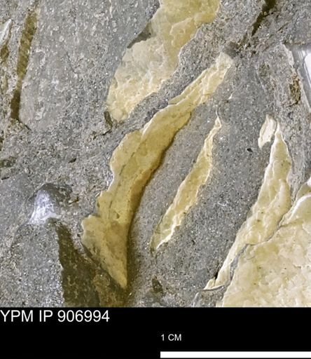 Pseudoptera sp.