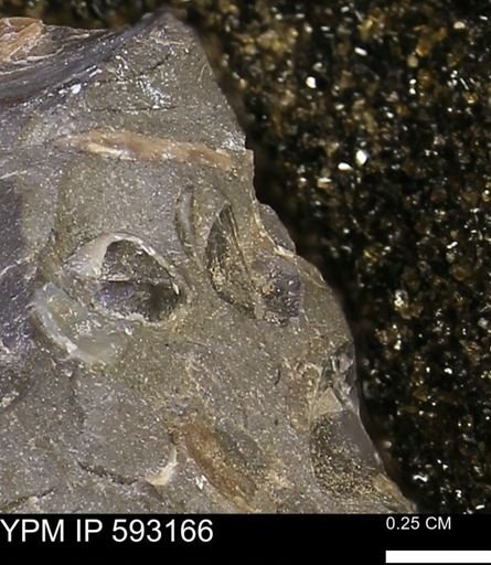 undet. Mollusca