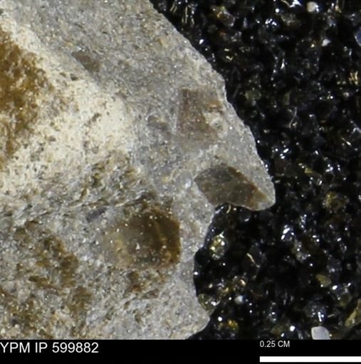 Protocardia subquadrata