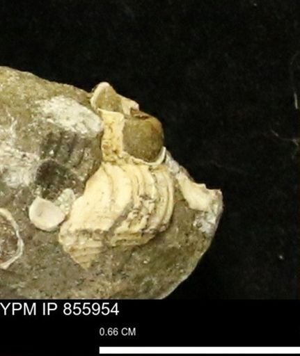 Drepanochilus sp.