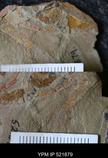 Hurdiidae