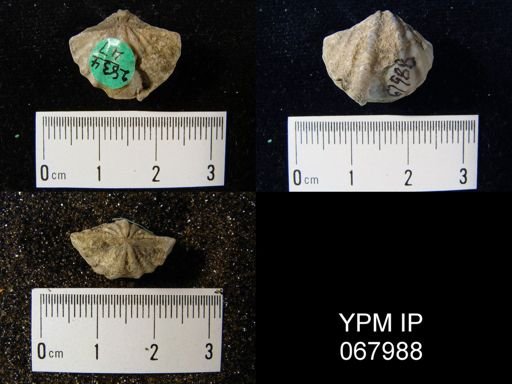 Megakozlowskiella perlamellosa