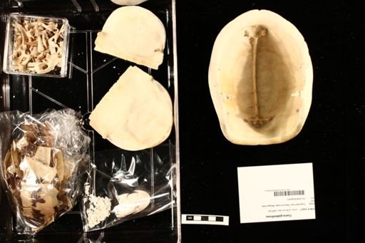 Cuora galbinifrons