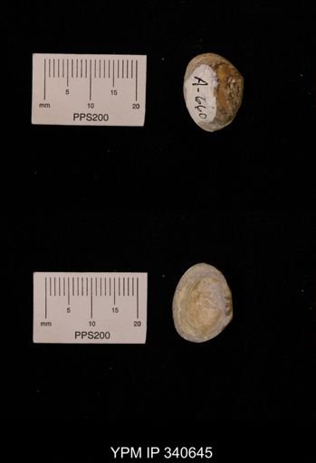 Corbicula