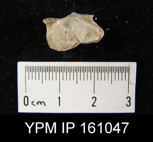 Atrypa reticularis