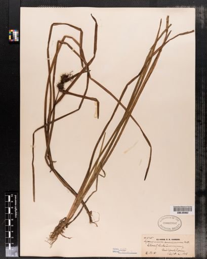 Sparganium americanum