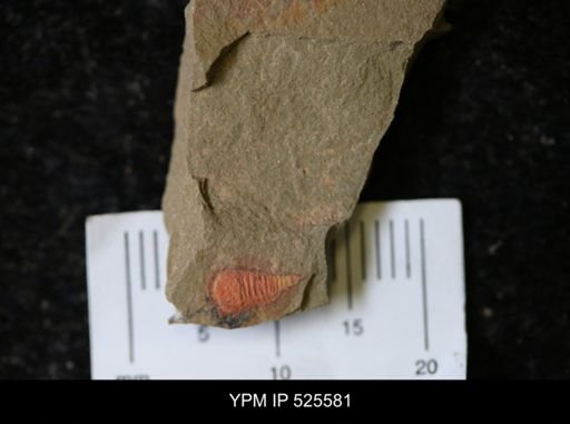 undet. Synziphosurina