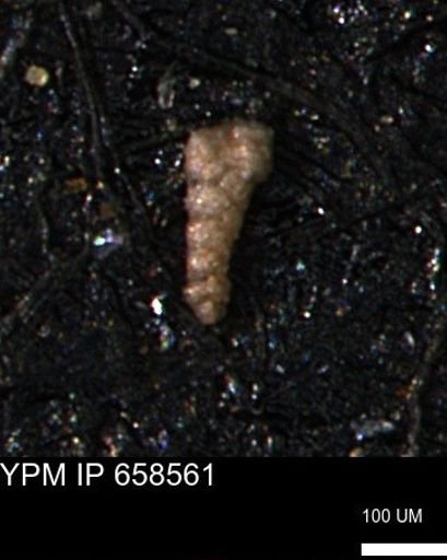 Verneuilinoides kansasensis