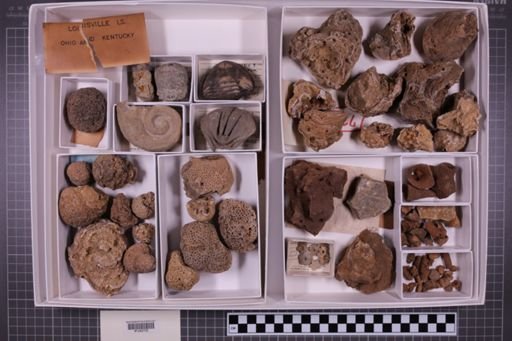 mixed taxa, stratigraphic collection