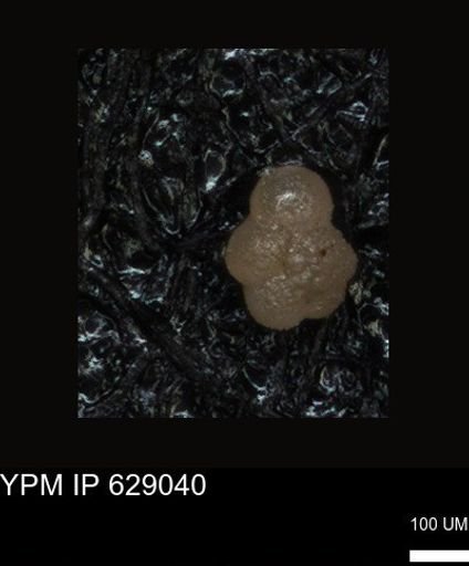 undet. Foraminiferida