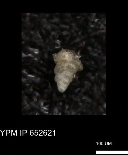 undet. Foraminiferida