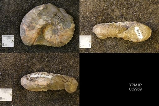 Discoscaphites gulosus