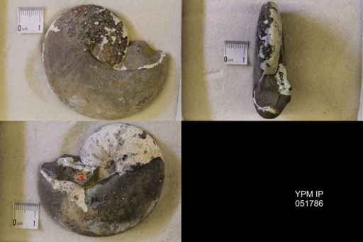 Hoploscaphites nicolletii