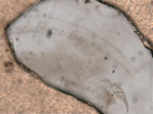 Trichocerca cylindrica