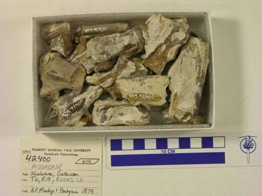 undet. Mosasauridae