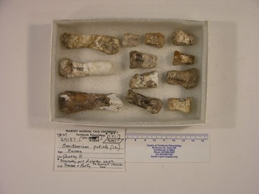 Moeritherium sp.