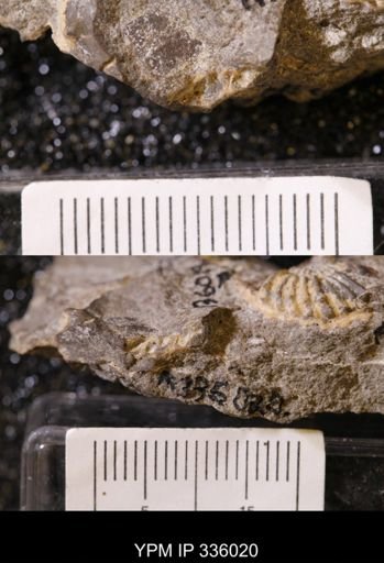 undet. Ammonoidea